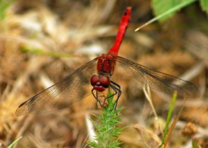 Mature Male Ruddy Darter