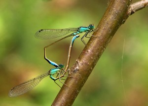 Mating Blue-tailed Damselflies