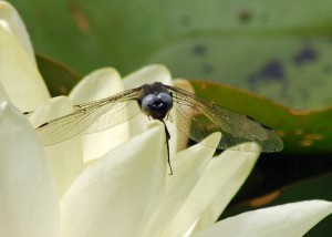 Male Scarce Chaser