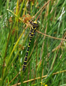 Golden-ringed Dragonfly