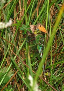 Female Emperor feeding on Meadow Brown Butterfly