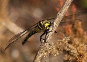 Immature Golden-ringed Dragonfly