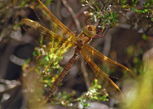 Male Brown Hawker