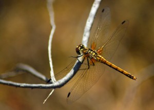 Immature Common Darter