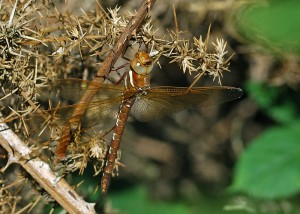 Female Brown Hawker