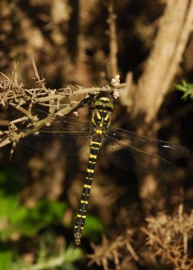 Golden-ringed Dragonfly