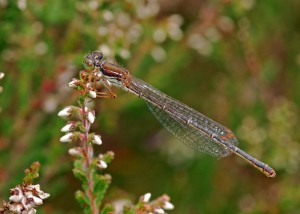 Female Small Red Damselfly