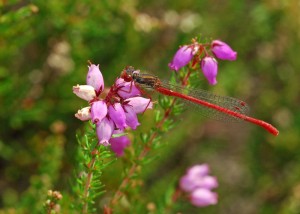 Male Small Red Damselfly