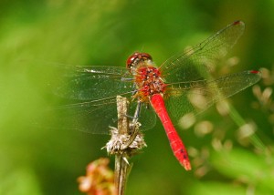 Male Ruddy Darter