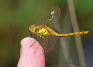 Immature Common Darter