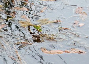 Ovipositing Female Emperor