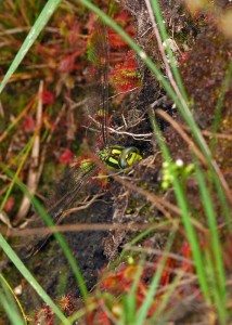 Ovipositing Female Southern Hawker