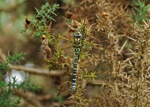 Southern Hawker