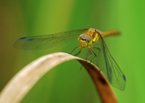 Common Darter