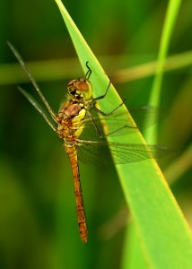 Common Darter