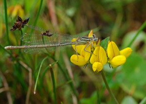 Female White-legged Damselfly