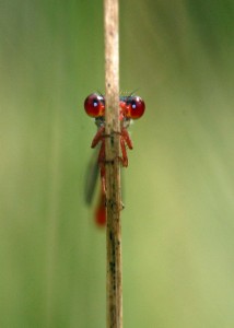 Male Small Red Damselfly