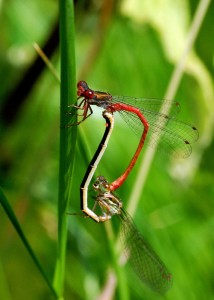 Mating Pair of Small Red Damselflies