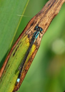 Male Blue-tailed Damselfly