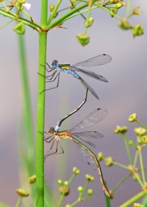 Mating Pair of Emerald Damselflies