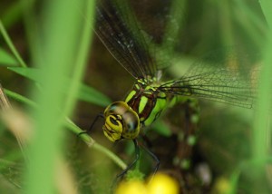 Female Southern Hawker