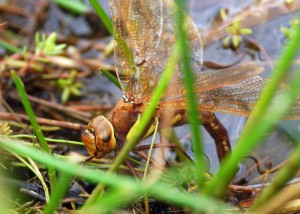 Ovipositing female Brown Hawker