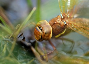 Ovipositing female Brown Hawker