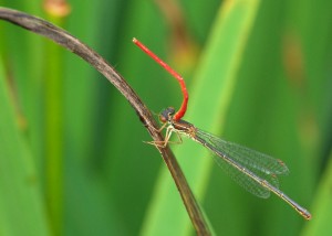 Female Small Red Damselfly