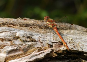 Male Common Darter