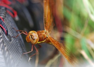 Fermale Brown Hawker