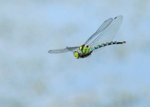 Male Southern Hawker