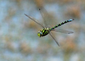 Male Southern Hawker