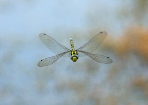 Male Southern Hawker