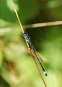 Male Blue-tailed Damselfly