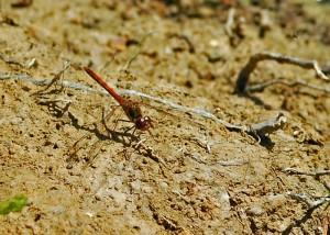 Male Common Darter