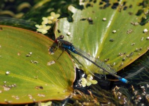 Small Red-eyed Damselfly