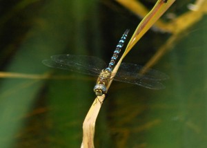 Male Migrant Hawker