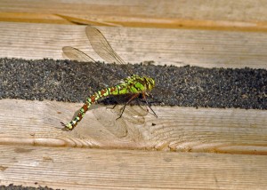 Female Southern Hawker