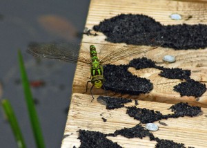 Female Southern Hawker