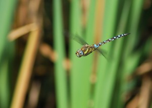 Male Migrant Hawker