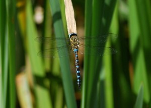 Male Migrant Hawker