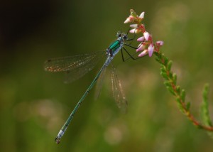 Male Emerald Damselfly