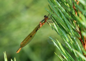 Female Emerald Damselfly