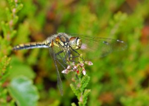 Black Darter