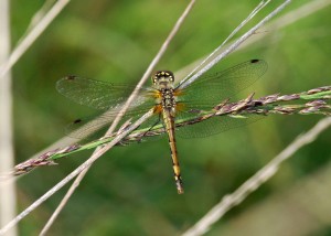 Common Darter