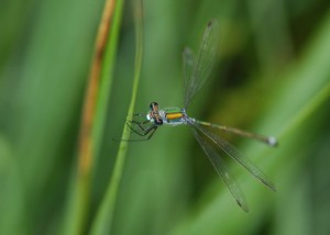 Male Emerald Damselfly