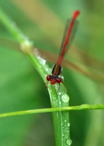 Male Small Red Damselfly