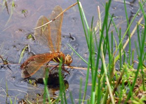 Female Brown Hawker