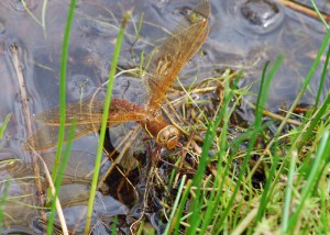 Female Brown Hawker