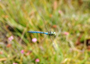 Male Emperor